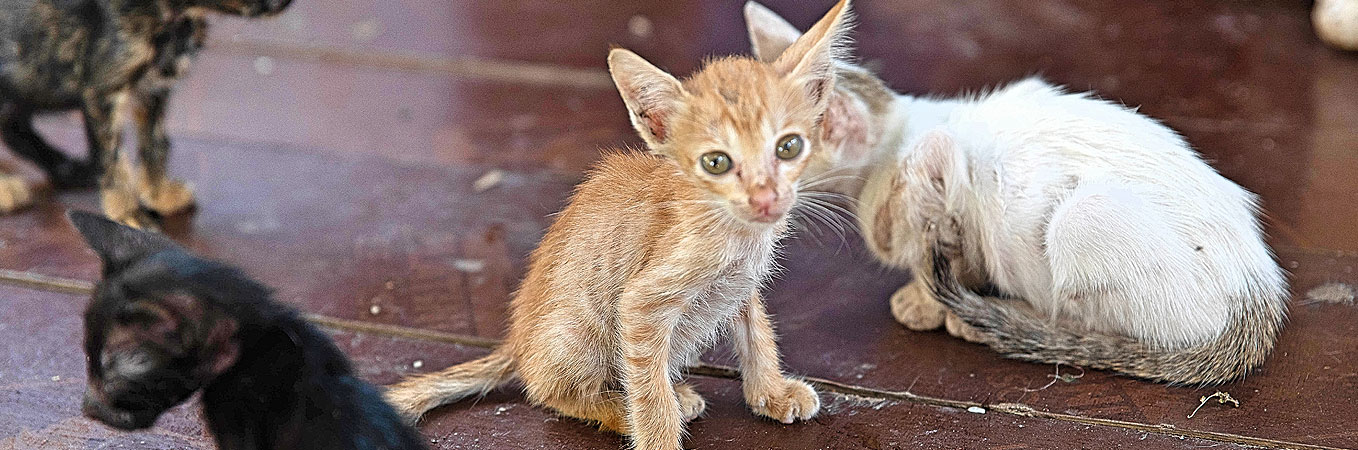 Helfen Sie den Katzen in Kambodscha!